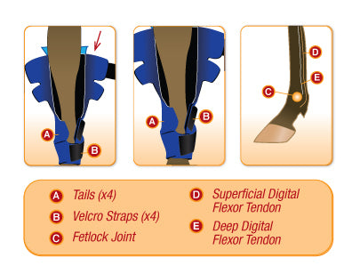 horseRAP® Hind-Leg Cold Therapy – SunMedica